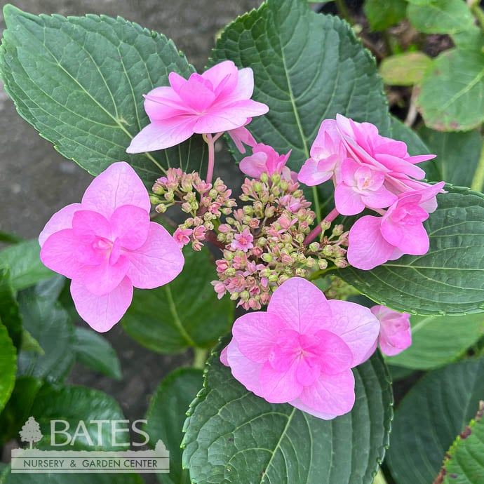 #3 Hydrangea mac Jogasaki/ Bigleaf/ Lacecap Blue to Pink