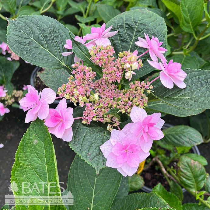 #3 Hydrangea mac Jogasaki/ Bigleaf/ Lacecap Blue to Pink
