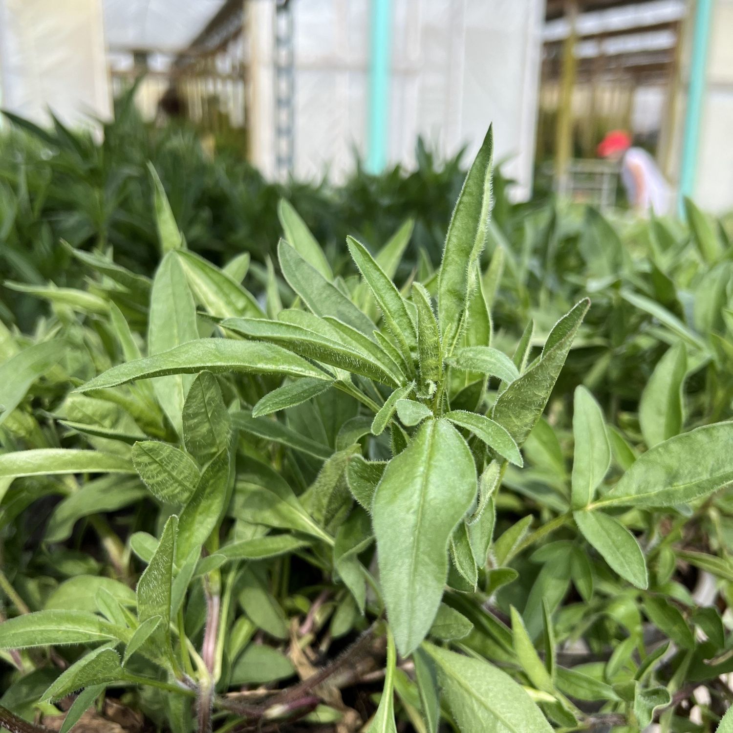 #1 Coreopsis x Super Star/ Tickseed