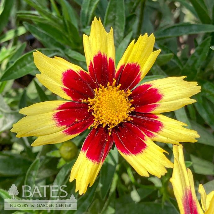 #1 Coreopsis x Super Star/ Tickseed