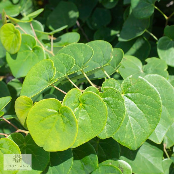  5 cercis can garden gems emerald dwarf redbud native tn 