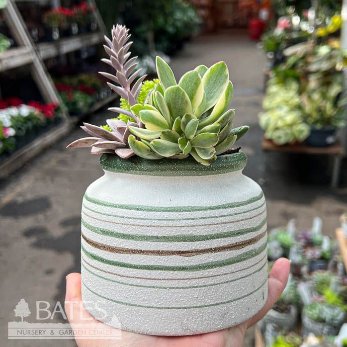 3.5P Striped Jar w/ Succulents