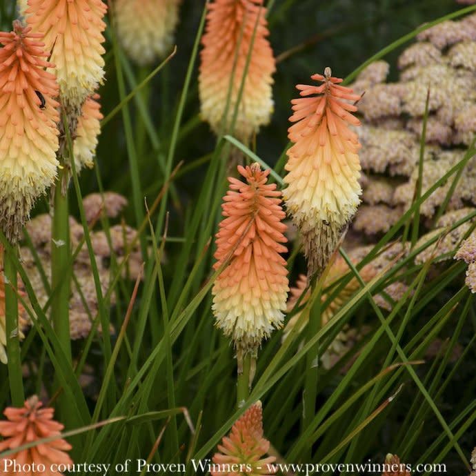 #1 Kniphofia x PW Pyromania &#39;Hot and Cold&#39;/ Red Hot Poker