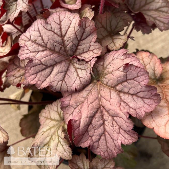 #1 Heuchera x Pinot Gris/ Coral Bells