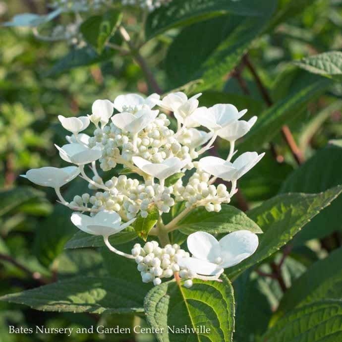 Topiary Patio Tree #10 Hydrangea pan PW Quick Fire/ Panicle White to Pink