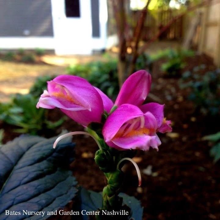 #1 Chelone obliqua  AB Tiny Tortuga/ Dark Pink Turtlehead Native (TN)