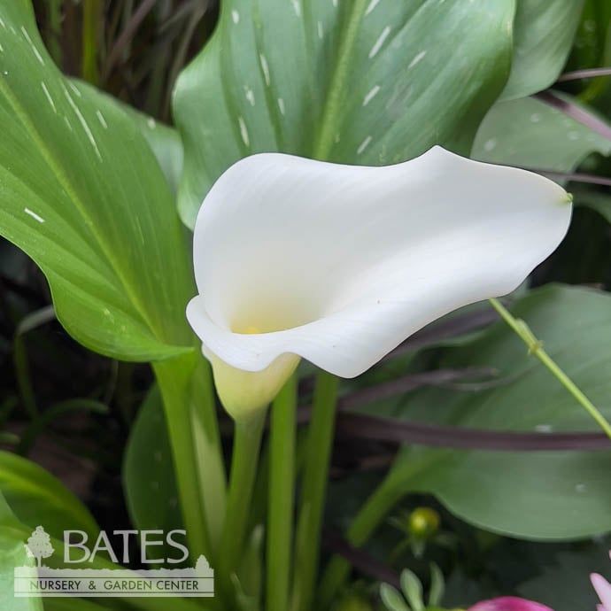 Tropical #1 Zantedeschia Captain White/ Calla Lily