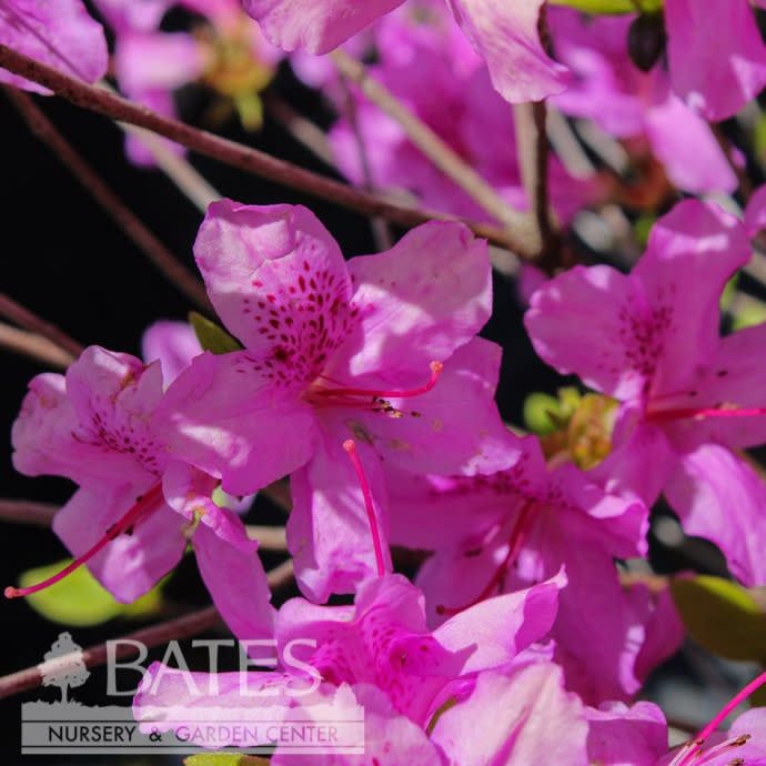 #3 Azalea x Girard&#39;s Karen/ Lavender-pink