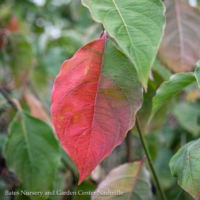 #7 Cornus florida Cherokee Princess/ White Flowering Dogwood Native (TN)