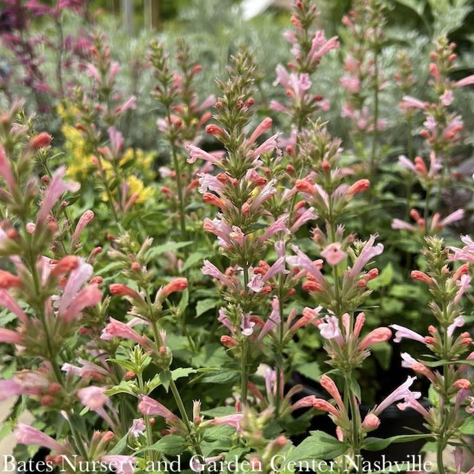 #1 Agastache x Pink Pearl/ Hummingbird Mint