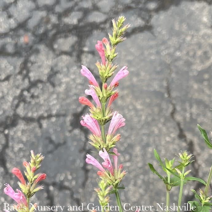 #1 Agastache x Pink Pearl/ Hummingbird Mint
