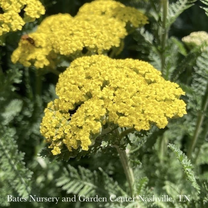 #1 Achillea x PW Firefly Sunshine/ Yellow Yarrow