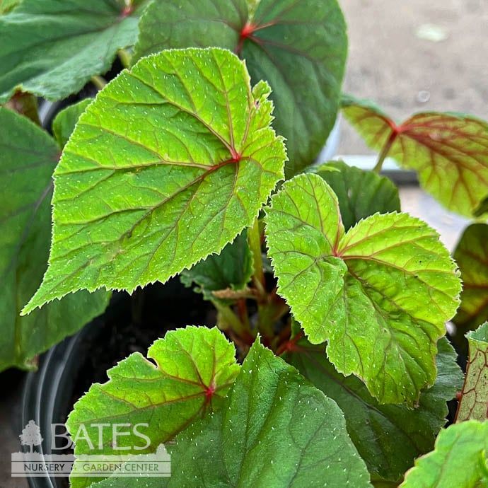 #1 Begonia grandis/ Hardy