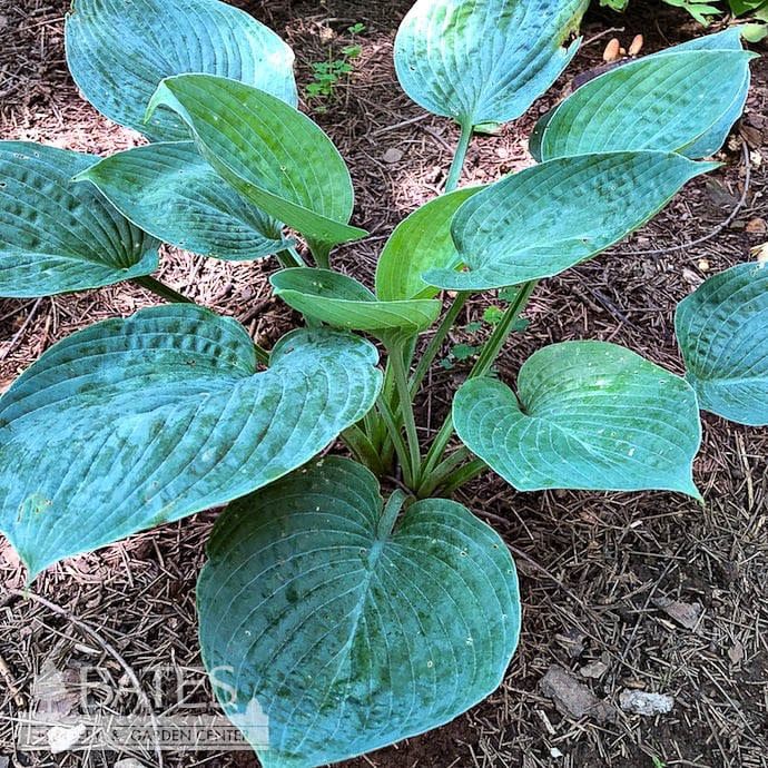 #1 Hosta Blue Hawaii