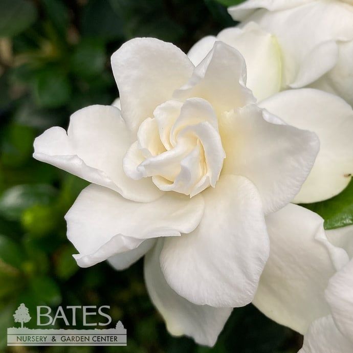 #3 Gardenia jas PW Steady as She Goes/ Hardy - No Warranty