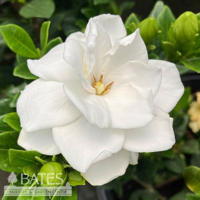 #3 Gardenia jas PW Steady as She Goes/ Hardy - No Warranty