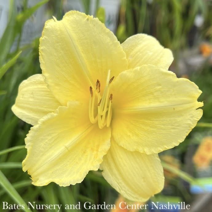 #1 Hemerocallis Fragrant Returns/ Yellow Daylily