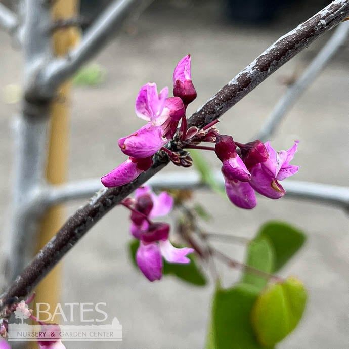 #5 Cercis occ Claremont/ Western Redbud