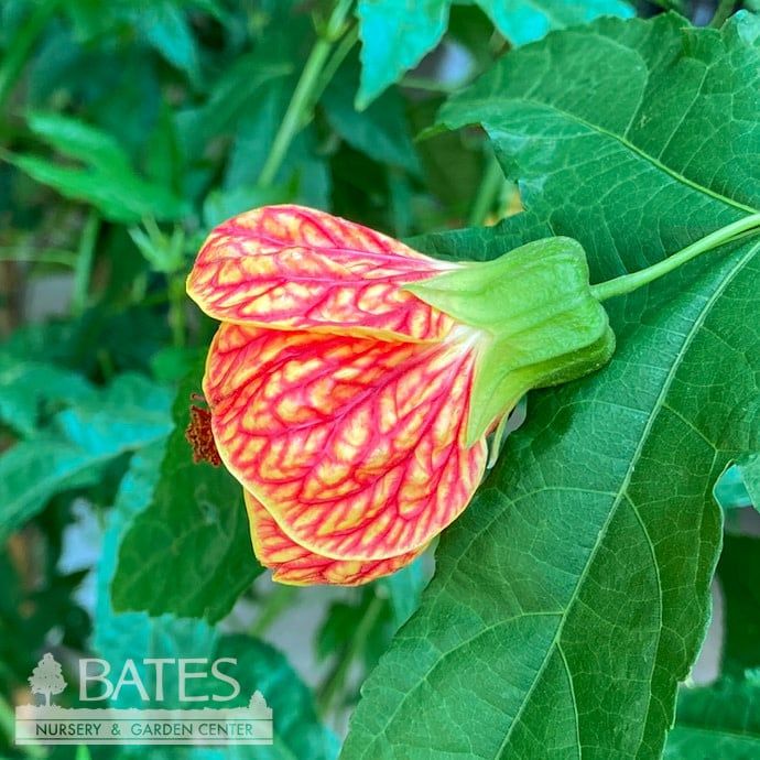 Tropical #2 Abutilon Tiger Eye/ Flowering Maple - No Warranty