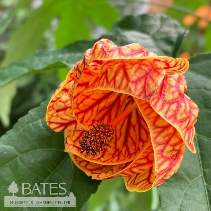 Tropical #2 Abutilon Tiger Eye/ Flowering Maple - No Warranty
