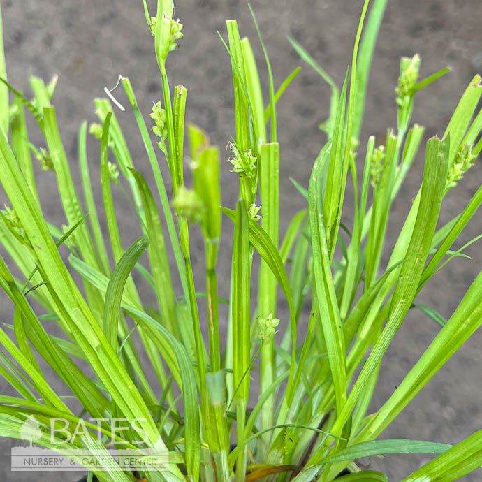 4P Grass Carex blanda NGN/ Common Wood Sedge Native (TN)