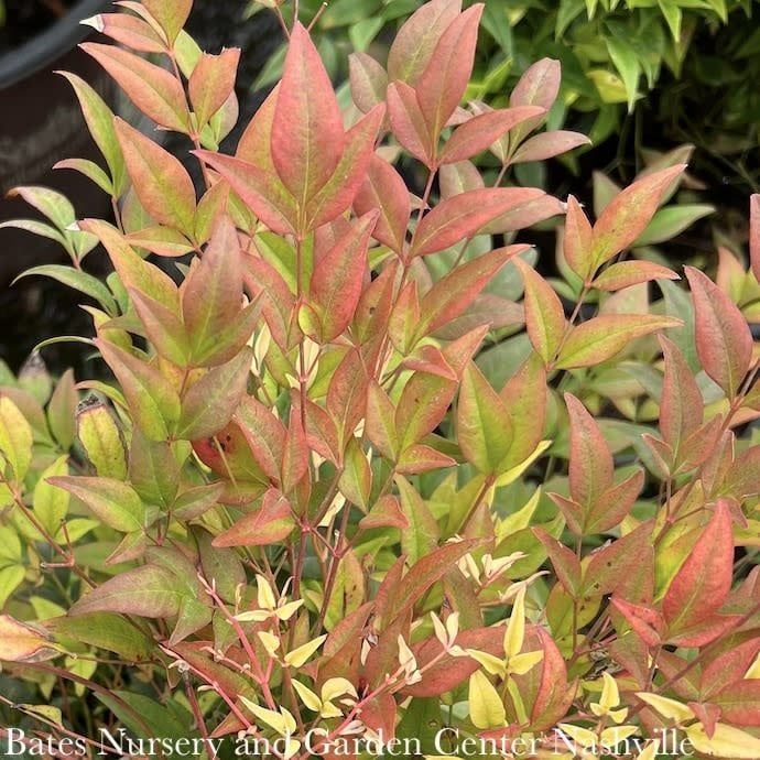 #1 Nandina dom FE Cool Glow &#39;Pomegranate&#39;/ Heavenly Bamboo