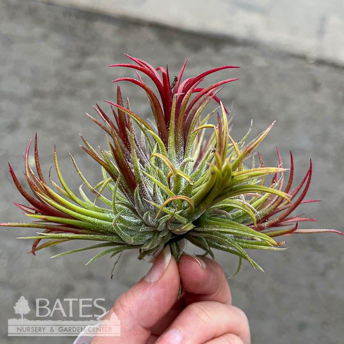 Tillandsia / Air Plant Ionantha Cluster 2-4&quot; each