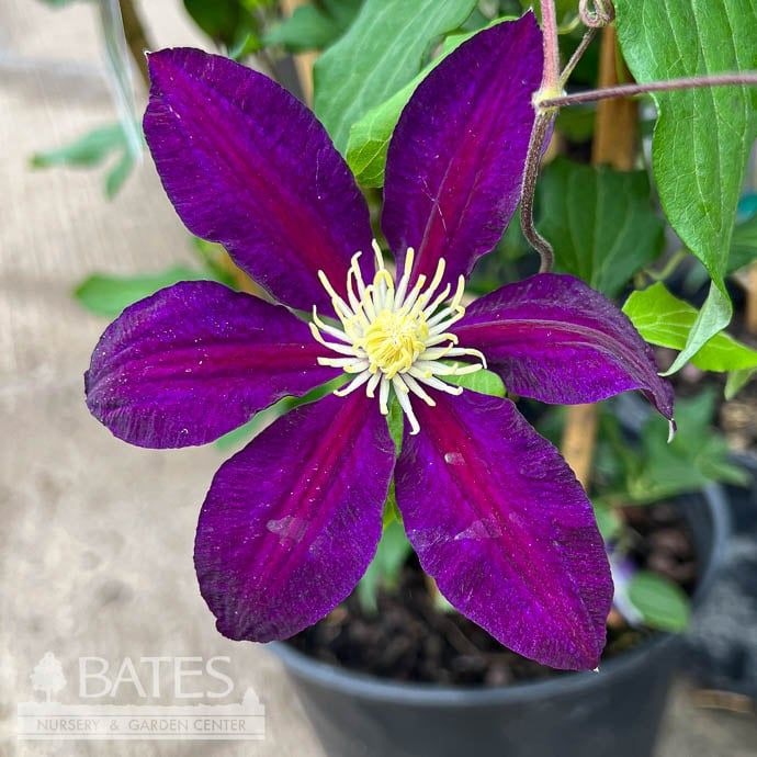 #2 Clematis The Vagabond/ Purple