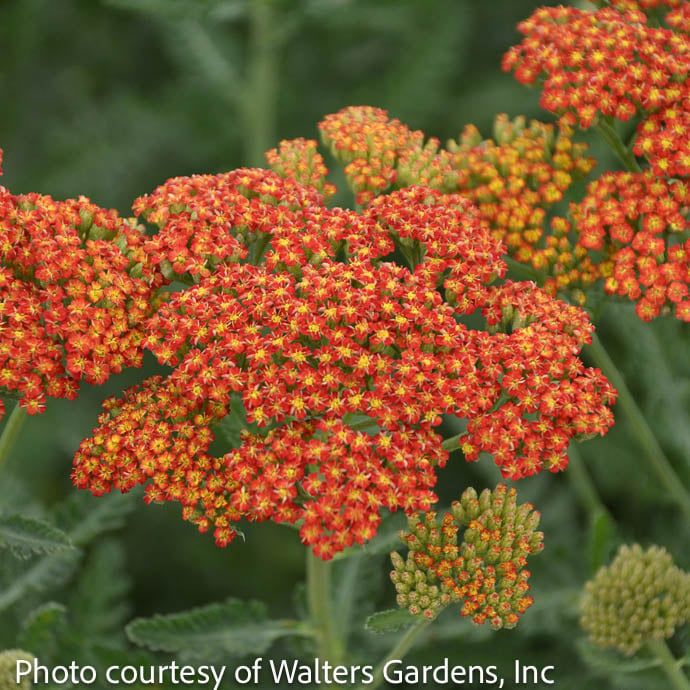 #1 Achillea x Sassy Summer Sunset/ Yarrow
