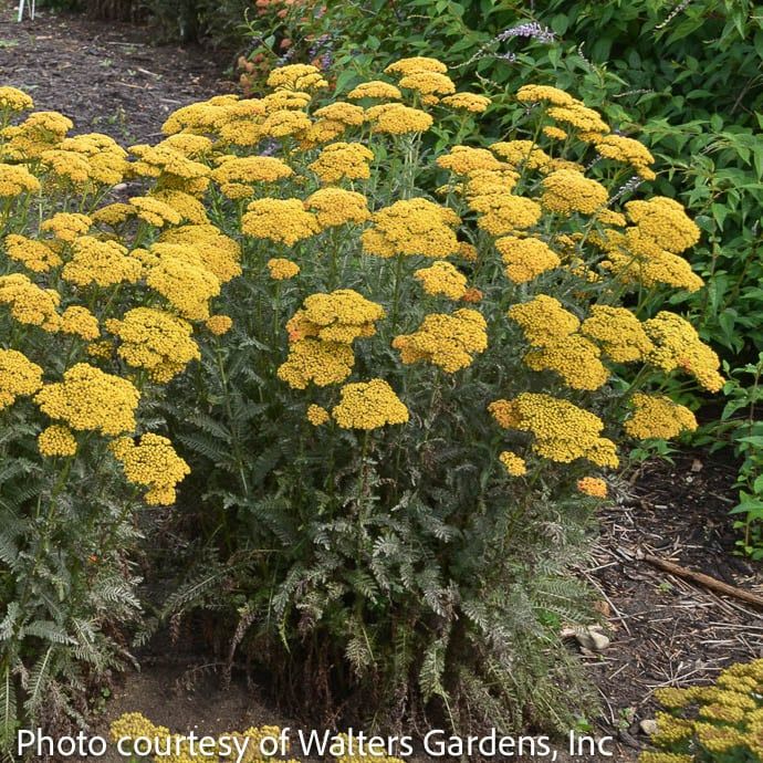 #1 Achillea x Sassy Summer Sunset/ Yarrow