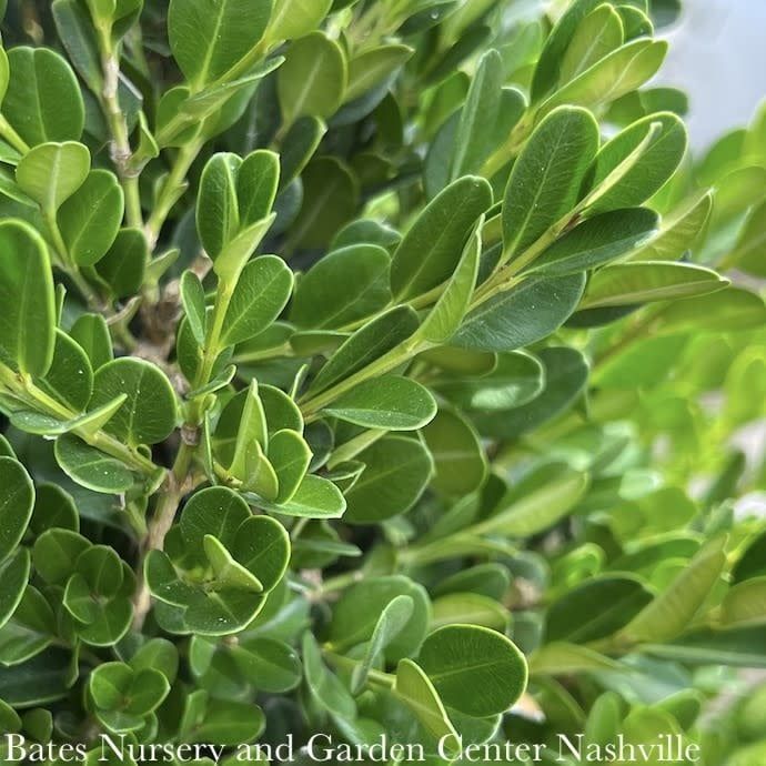 Topiary Hedge Box Buxus micro var japonica Winter Gem/ Boxwood
