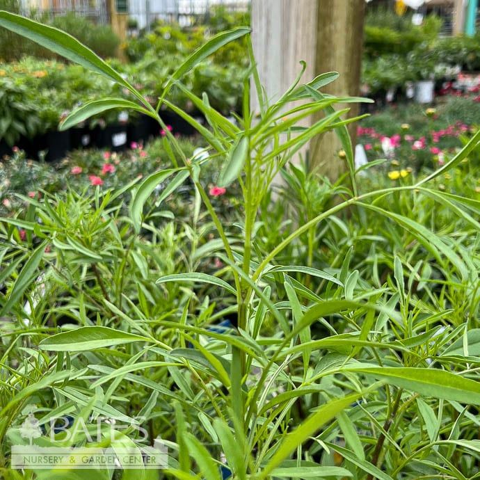 #1 Coreopsis grandiflora AB / Tickseed Native (TN)