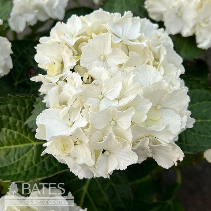 #2 Hydrangea mac My Beautiful Akito/ Mophead / White to Green