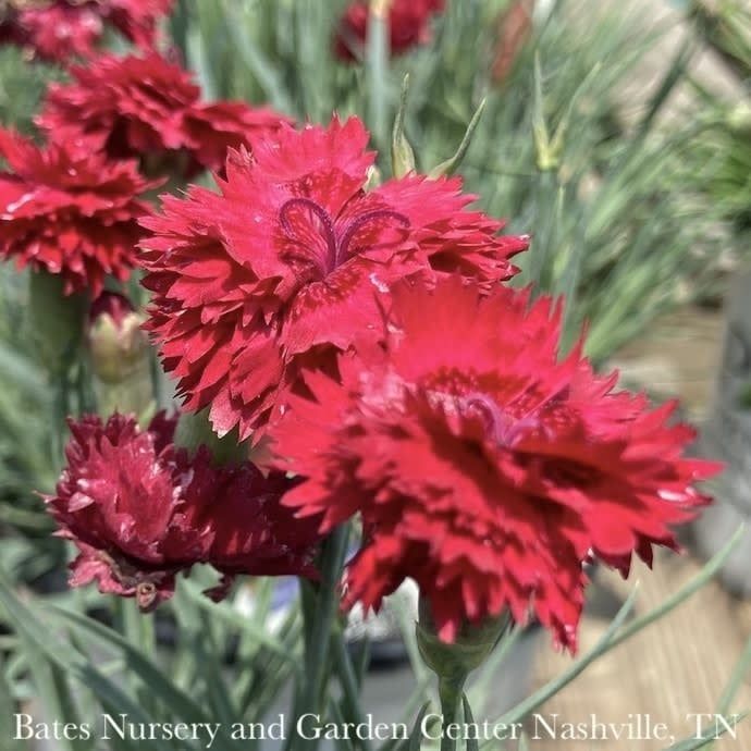 #1 Dianthus x PW Fruit Punch &#39;Maraschino&#39;/ Red