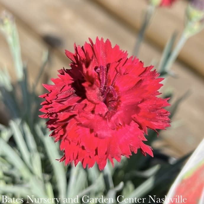 #1 Dianthus x PW Fruit Punch &#39;Maraschino&#39;/ Red