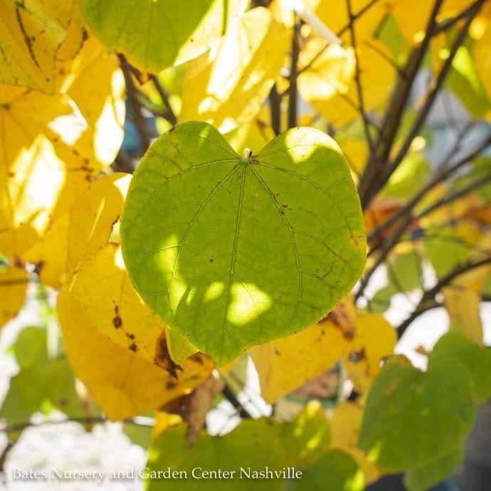 #7 CLUMP Cercis canadensis/ Eastern Redbud Native (TN)