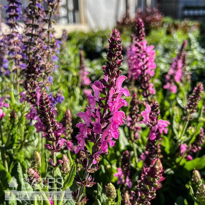 #1 Salvia nem Pink Nebula/Meadow Sage