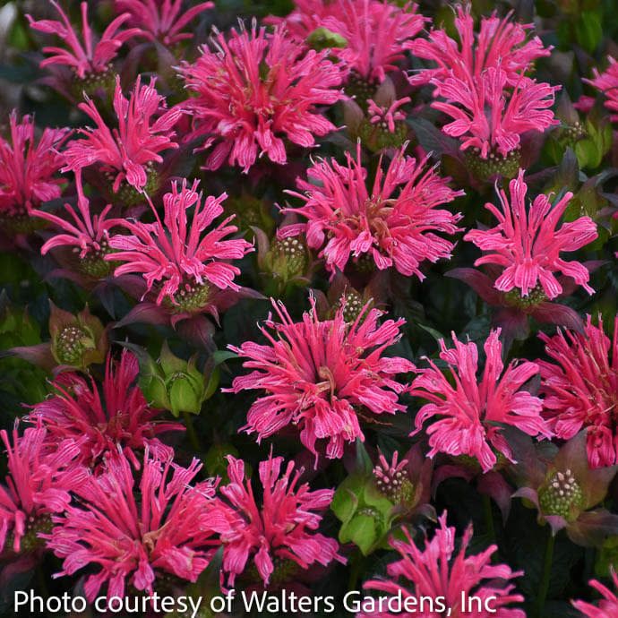 #1 Monarda did PW PP Pardon My Rose/ Beebalm Native (TN)