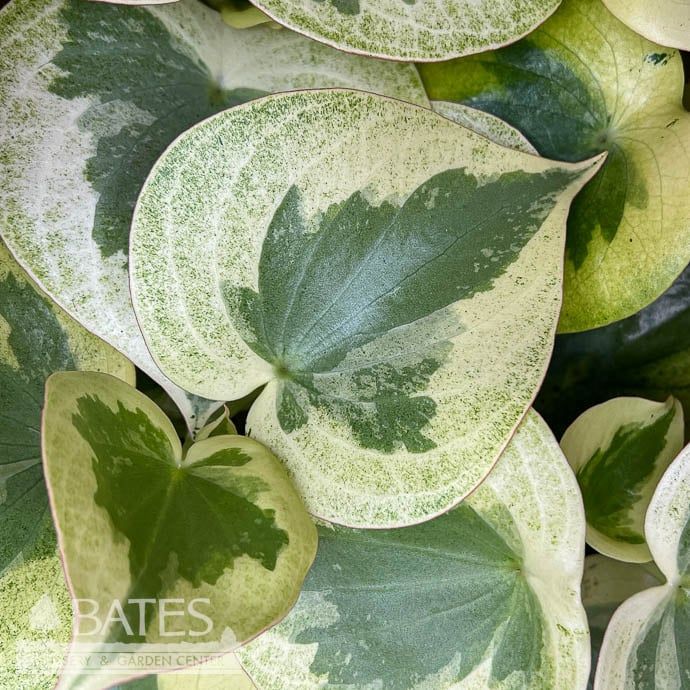 4p! Peperomia polybotra Raindrop Verdant Flame /Variegated /Tropical