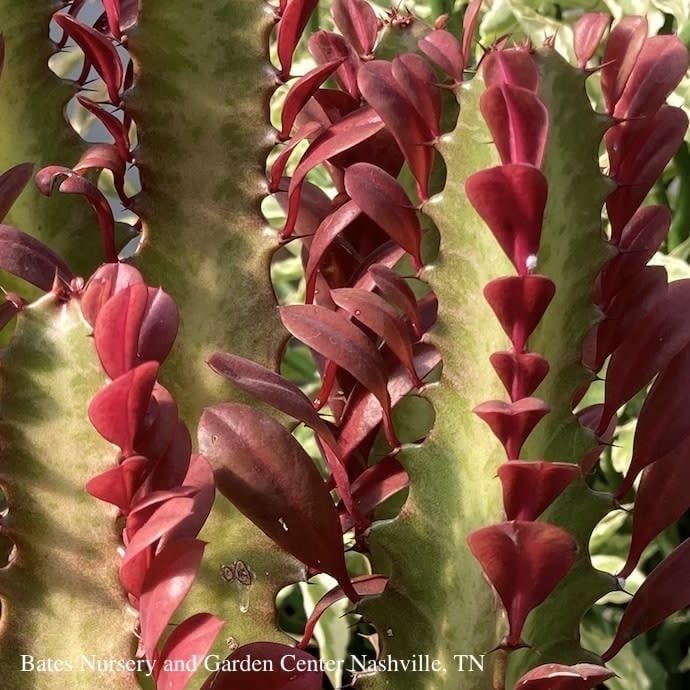 8p! Cactus Euphorbia Red Trigona / African Milk Tree /Tropical