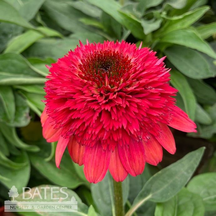 #1 Echinacea x PW Double Scoop &#39;Raspberry Deluxe&#39;/ Pink Coneflower