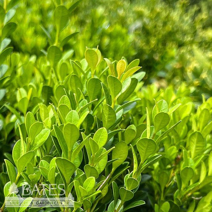 Topiary Pyramid #3 Buxus micro SL Baby Gem/ Compact Boxwood