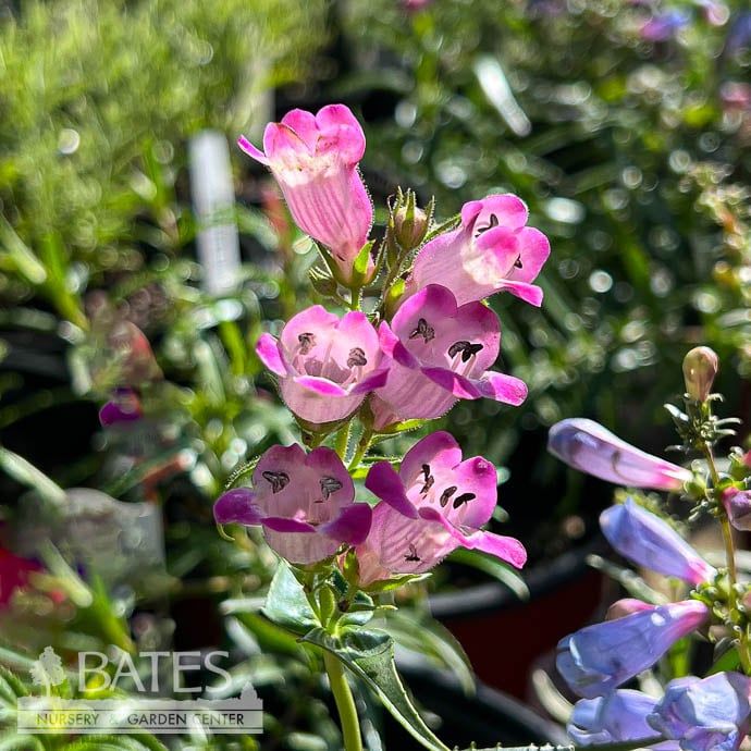 #1 Penstemon x Red Rocks/ Pink Beardtongue