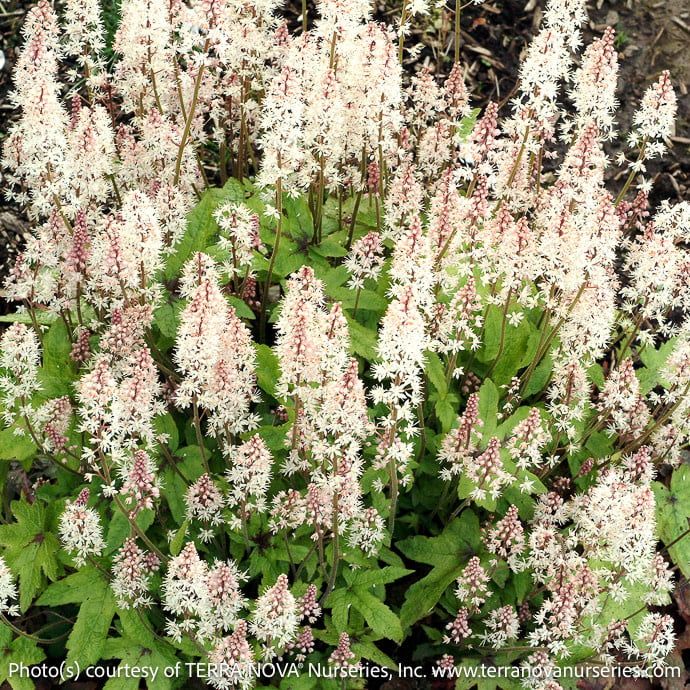 #1 Tiarella Pink Bouquet/ Foam Flower