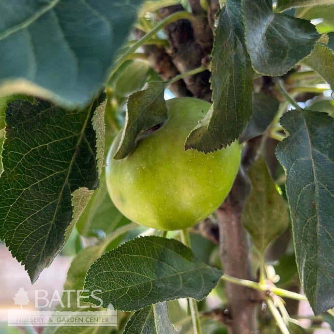 Edible #15 Malus Urban Apple &#39;Tasty Red&#39;/ Columnar Apple