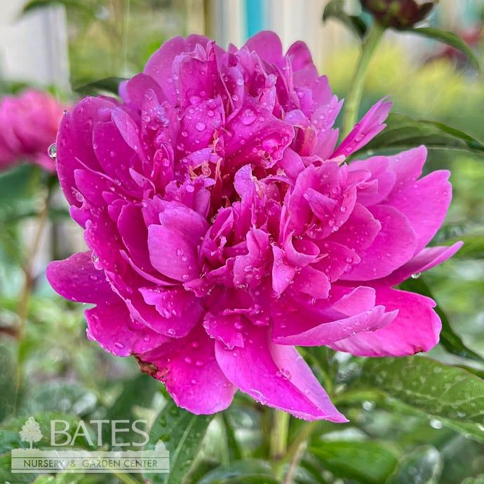#1 Paeonia Leslie Peck/ Deep Pink Peony