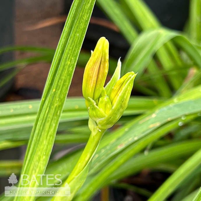 #1 Hemerocallis Little Business/ Repeat Red Daylily