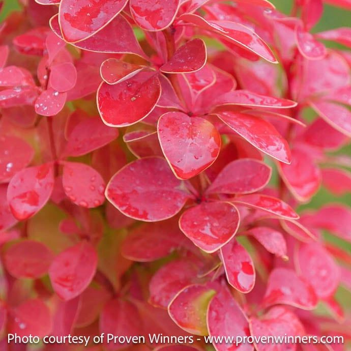 #2 Berberis PW Sunjoy Orange Pillar/ Barberry