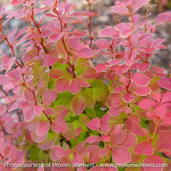 #2 Berberis PW Sunjoy Orange Pillar/ Barberry