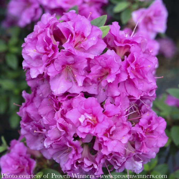 #3 Azalea x PW Perfecto Mundo &#39;Double Purple&#39;/ Repeat